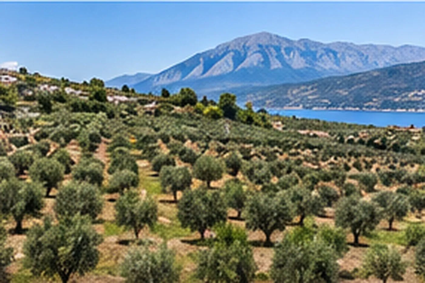 Uliveto con vista mare – 1